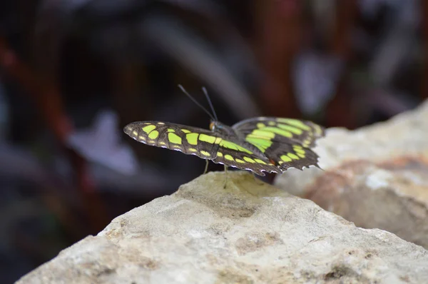 Butterfly in the Garden — Stock Photo, Image