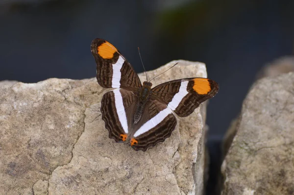 Papillon dans le jardin — Photo