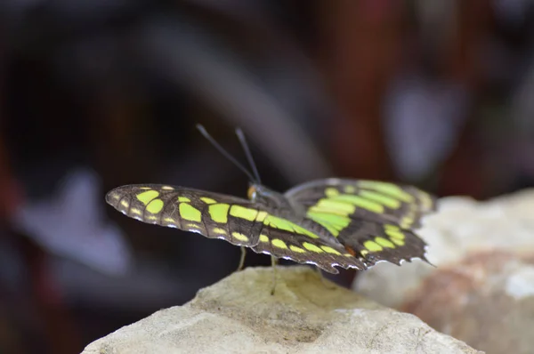 Motyl w ogrodzie — Zdjęcie stockowe