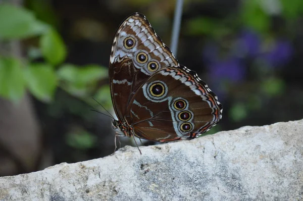 Метелик в саду — стокове фото