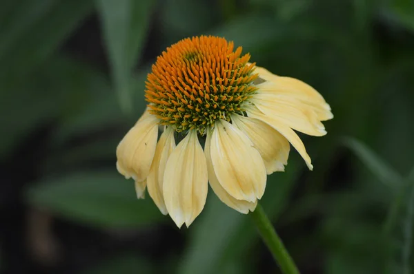 Conflower no jardim — Fotografia de Stock