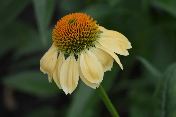 Confleur dans le jardin — Photo