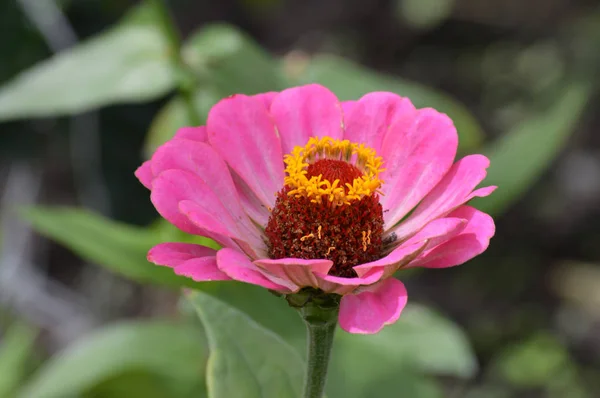 Een bloem Zinnia — Stockfoto