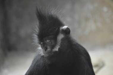Francois Langur maymun