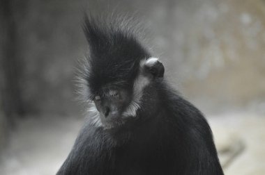 Francois Langur maymun