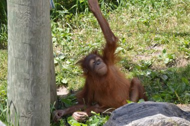 Bir bebek Orangutan