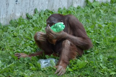 Bir erkek Orangutan