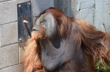 Bir erkek Orangutan