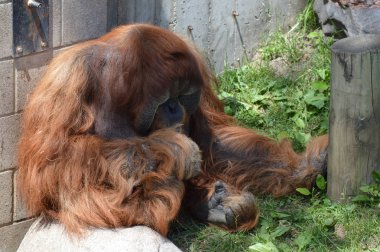 Bir erkek Orangutan