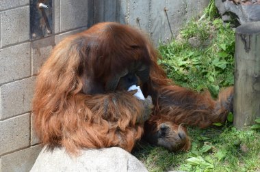 Bir erkek Orangutan