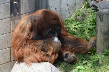 Bir erkek Orangutan