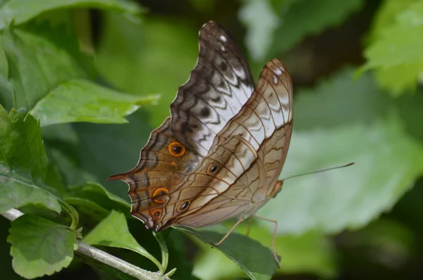 Borboleta no jardim — Fotografia de Stock