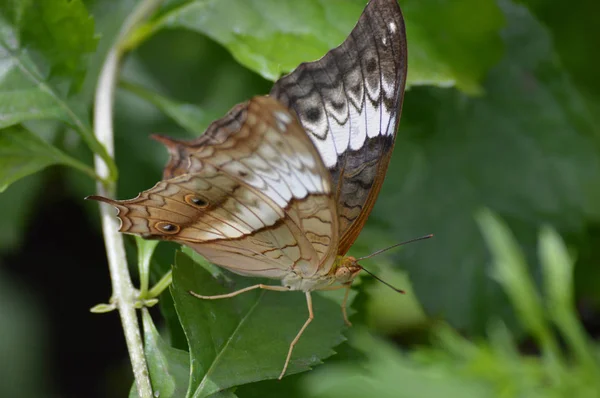 Borboleta no jardim — Fotografia de Stock