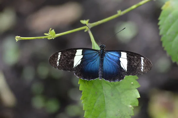 Vlinder in de tuin — Stockfoto