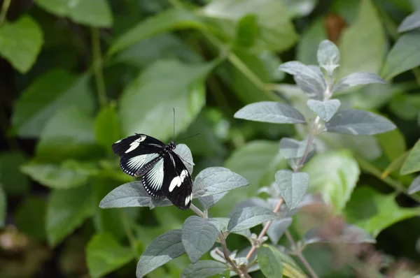 Borboleta no jardim — Fotografia de Stock