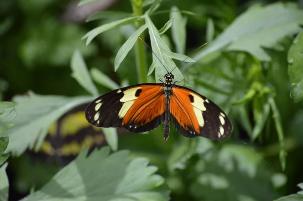 Papillon dans le jardin — Photo