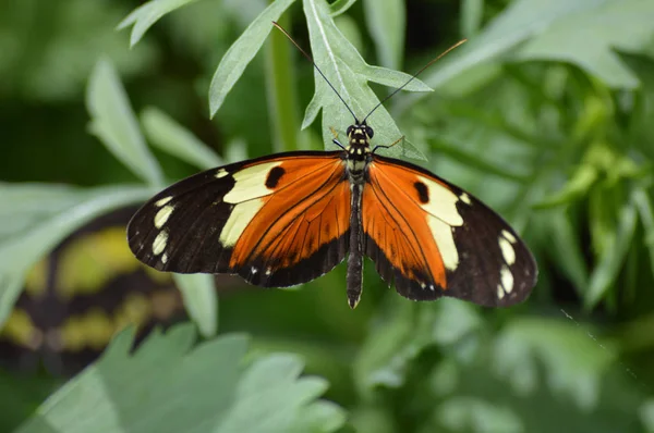 Mariposa en el jardín —  Fotos de Stock