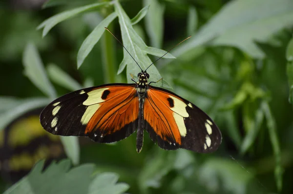 Mariposa en el jardín —  Fotos de Stock