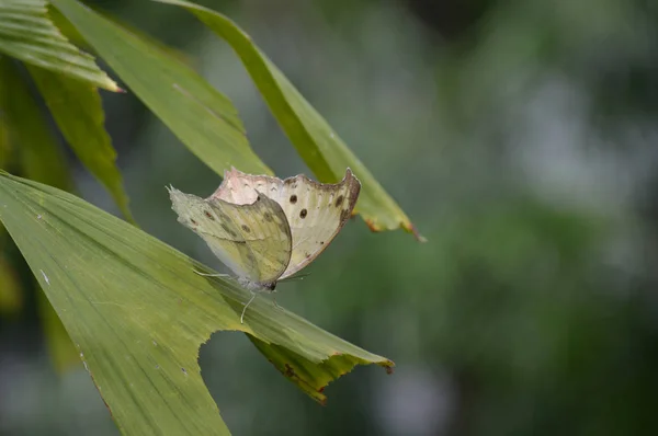 Vlinder in de tuin — Stockfoto