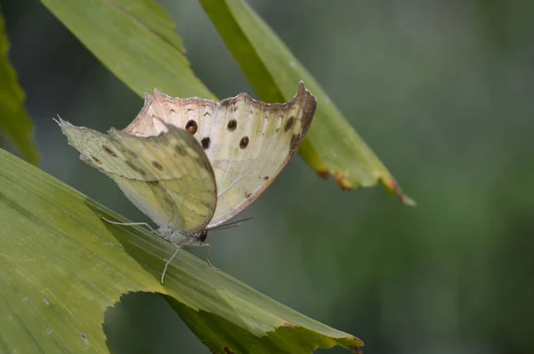 Borboleta no jardim — Fotografia de Stock