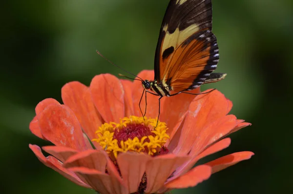 Schmetterling im Garten — Stockfoto