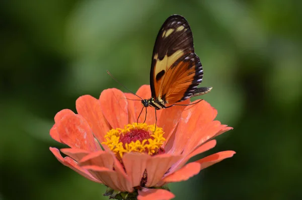 Farfalla in giardino — Foto Stock