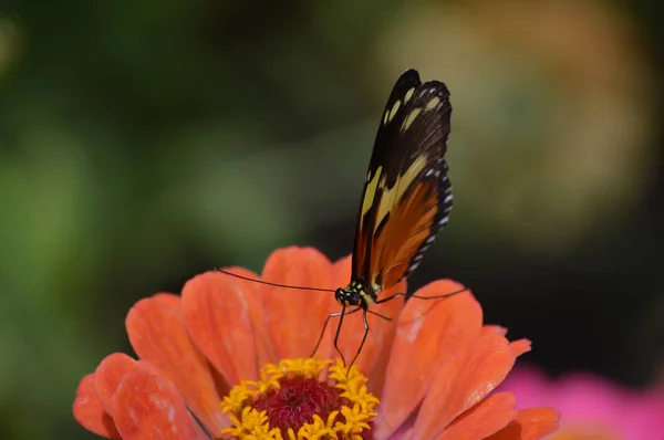 Papillon dans le jardin — Photo