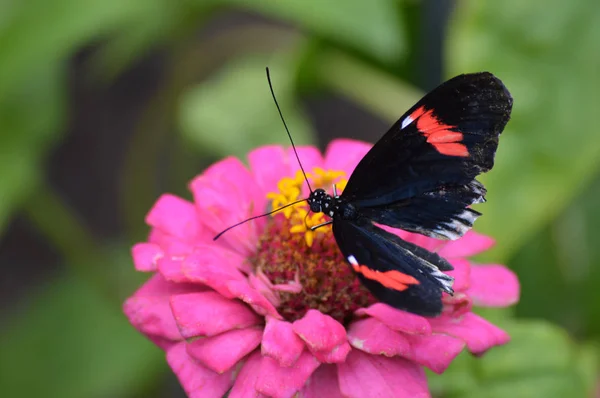Fjäril i trädgården — Stockfoto