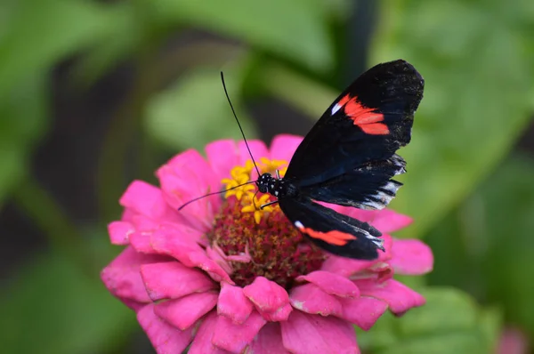 Fjäril i trädgården — Stockfoto