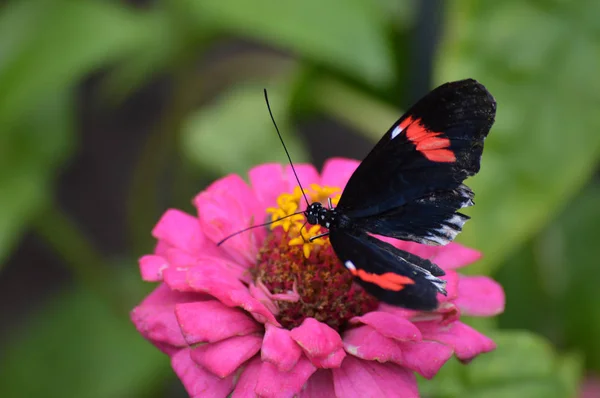 Bahçedeki kelebek — Stok fotoğraf