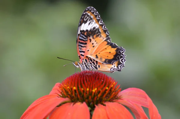 Papillon dans le jardin — Photo