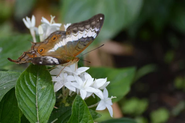 Πεταλούδα στον κήπο — Φωτογραφία Αρχείου