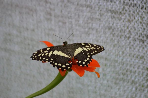 Borboleta no jardim — Fotografia de Stock