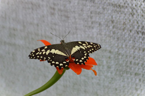 Farfalla in giardino — Foto Stock