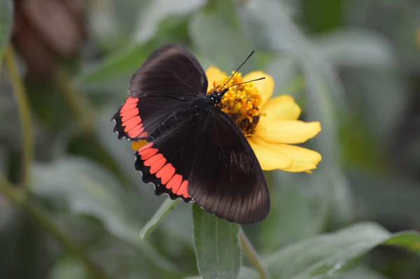 Papillon dans le jardin — Photo