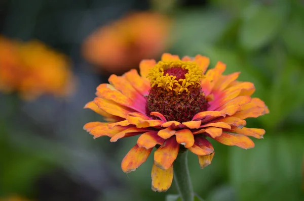 A Zinnia Flower — Stock Photo, Image