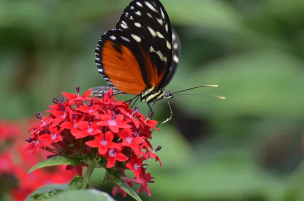 Papillon dans le jardin — Photo