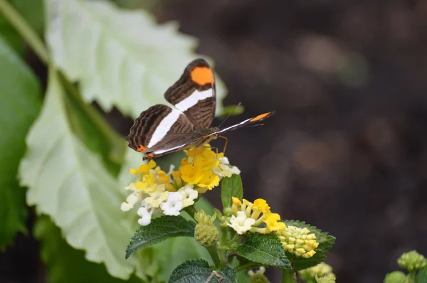 Papillon dans le jardin — Photo