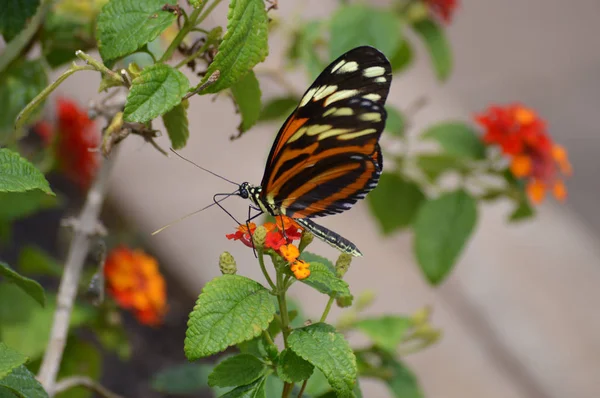 Butterfly in the Garden — Stock Photo, Image