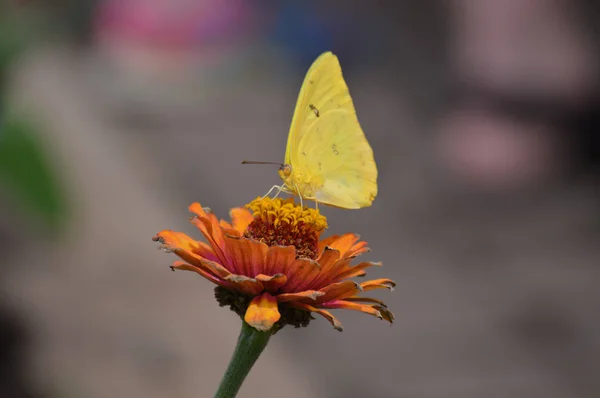 Vlinder in de tuin — Stockfoto
