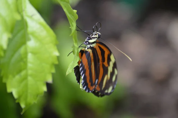 Schmetterling im Garten — Stockfoto