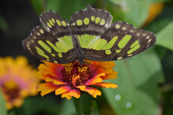 Papillon dans le jardin — Photo