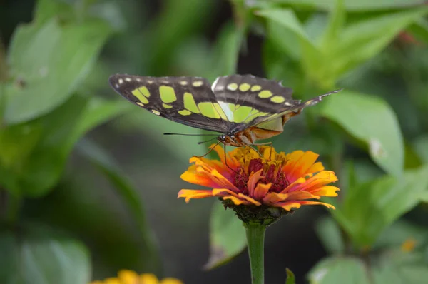 Papillon dans le jardin — Photo