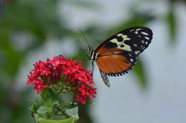 Papillon dans le jardin — Photo