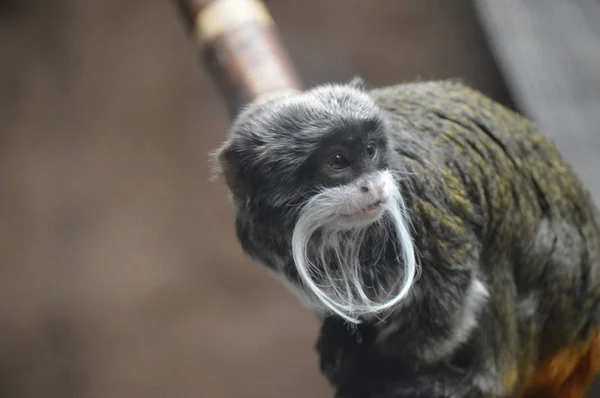 Um Imperador Tamarin — Fotografia de Stock