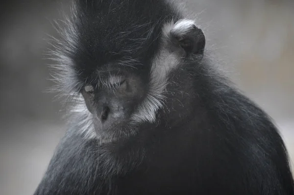 프랑수아 랑구르 원숭이 — 스톡 사진