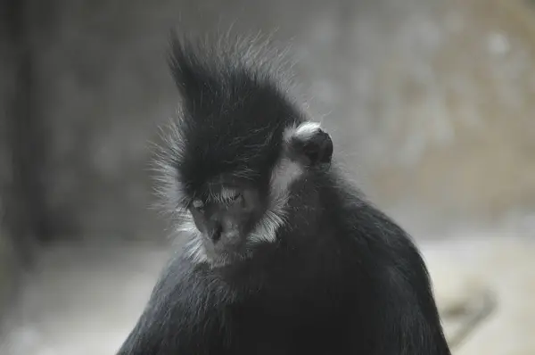 François Langur Macaco — Fotografia de Stock