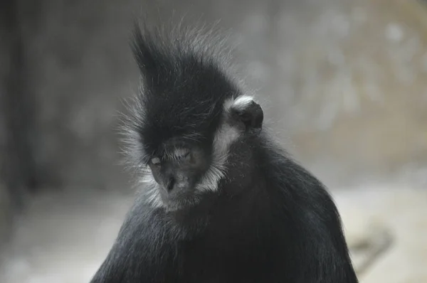 Francois Langur Monkey — Stockfoto