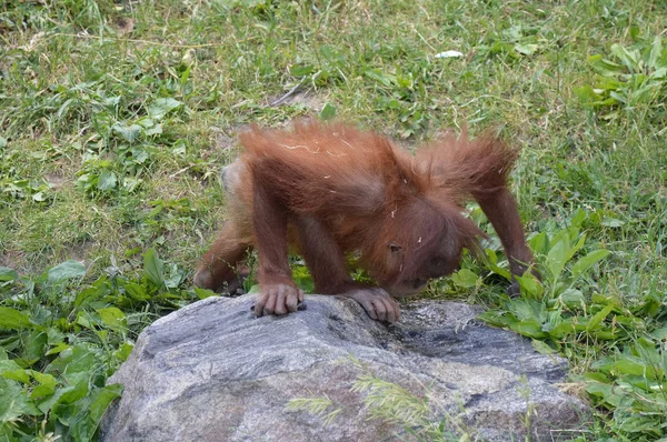 Um orangotango bebé — Fotografia de Stock