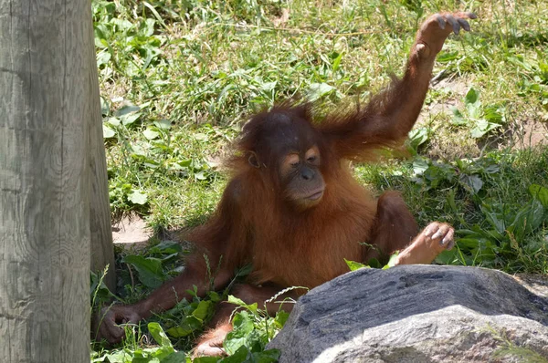 Baby Orangutan — Zdjęcie stockowe
